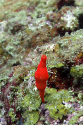 Taken at about 8m with white balance manually adjusted to... by Andrew Macleod 